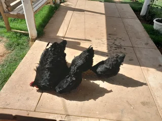 Orpington Rooster and 4 hens for sale