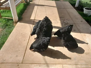 Orpington Rooster and 4 hens for sale