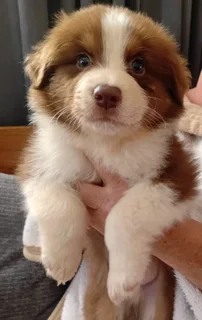 Australian shepherd puppies