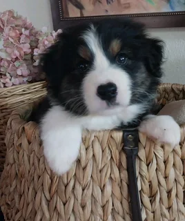 Australian shepherd puppies