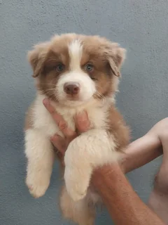 Australian shepherd puppies