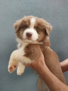Australian shepherd puppies