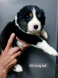 Australian shepherd puppies