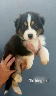 Australian shepherd puppies