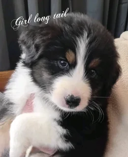 Australian shepherd puppies