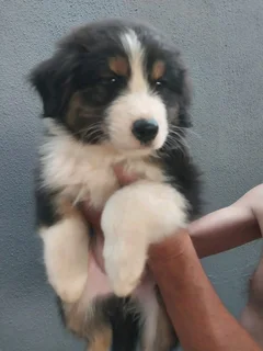 Australian shepherd puppies