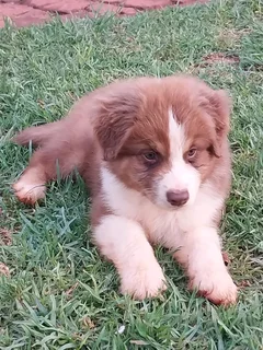 Australian shepherd puppy