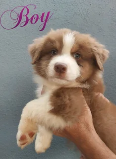Australian shepherd puppies