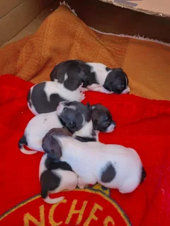  Jack Russell Puppies for Sale! 
