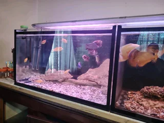 10mm Polished Glass With Black Silicone Fish Tank