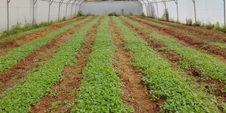 Shadenet and Tunnels structure for rent