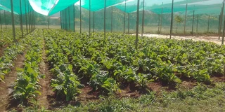 Shadenet and Tunnels structure for rent