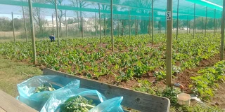 Shadenet and Tunnels structure for rent