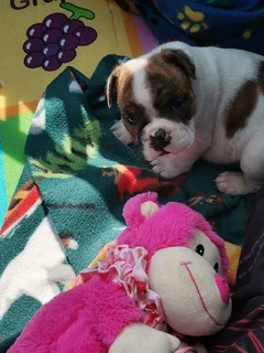 English Bulldog Puppies