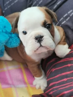 English Bulldog Puppies