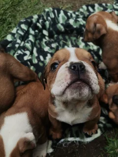 English Bulldog Puppies