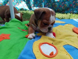 English Bulldog Puppies