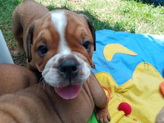 English Bulldog Puppies