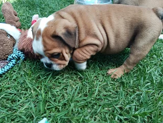 English Bulldog Puppies