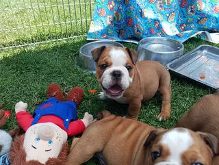English Bulldog Puppies