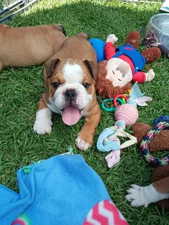 English Bulldog Puppies