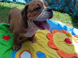 English Bulldog Puppies