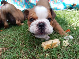 English Bulldog Puppies