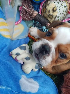 English Bulldog Puppies