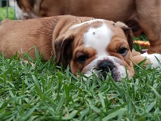 English Bulldog Puppies