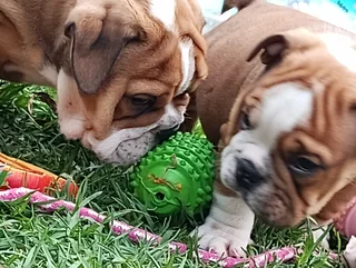 English Bulldog Puppies