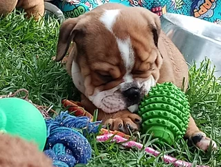 English Bulldog Puppies