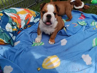 English Bulldog Puppies