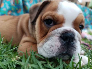 English Bulldog Puppies