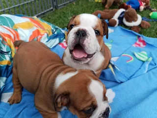 English Bulldog Puppies