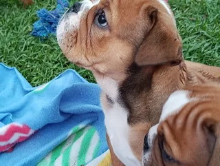 English Bulldog Puppies