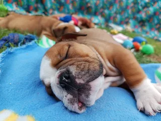English Bulldog Puppies