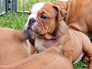 English Bulldog Puppies