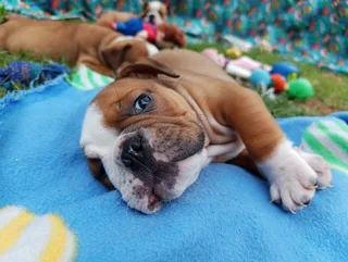 English Bulldog Puppies