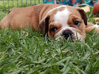 English Bulldog Puppies