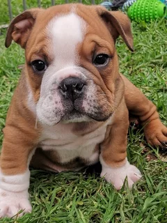 English Bulldog Puppies