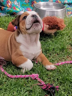 English Bulldog Puppies