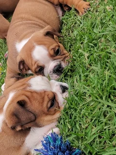 English Bulldog Puppies