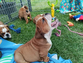 English Bulldog Puppies