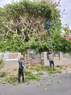 TREE FELLING AND GARDEN SERVICES