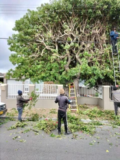TREE FELLING AND GARDEN SERVICES