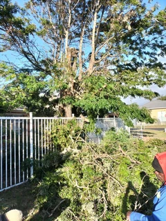 Tree felling and Garden Services