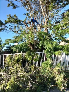 Tree felling and Garden Services