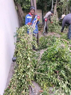 Tree felling and Garden Services