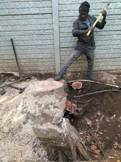 Tree Felling and Garden Services