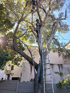 Tree Felling and Garden Services